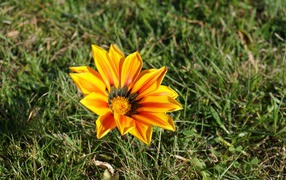 Оранжевый цветок газания в зеленой траве