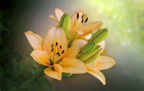 Оранжевые лилии с бутонами крупным планом