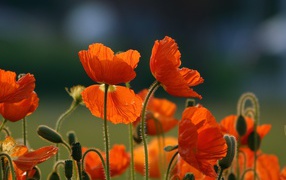 Оранжевые цветы мака с бутонами на поле