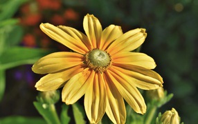 Оранжевый цветок рудбекия крупным планом