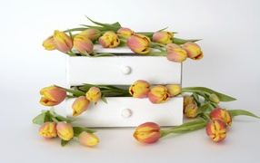 Оранжевые тюльпаны в ящике на фоне белой стены