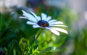 Цветок остеоспермум с бутонами крупным планом