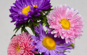 Розовые и сиреневые астры на сером фоне