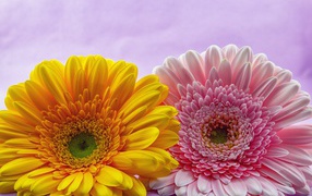 Розовый и желтый цветок герберы крупным планом