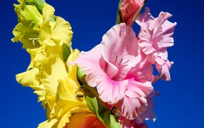 Розовые и желтые цветы гладиолуса на фоне неба