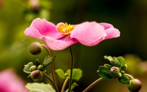 Розовый цветок анемона с бутонами 