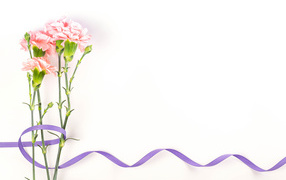 Розовые гвоздики с ленточкой на белом фоне