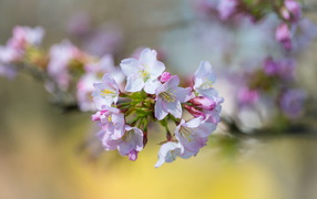 Розовые цветы черешни на ветке дерева