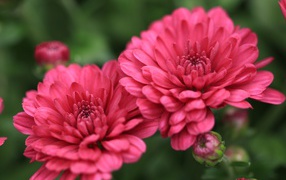 Розовые цветы хризантемы с бутонами крупным планом