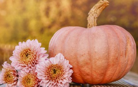 Розовые цветы хризантемы с тыквой 
