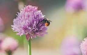Розовый цветок клевера крупным планом летом