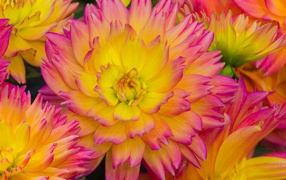 Розовые цветы георгина с желтой серединкой