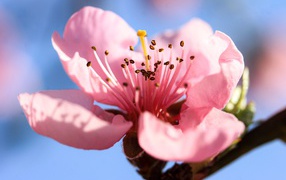 Розовый нежный цветок на ветке персика