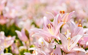 Розовые цветы нежной лилии крупным планом 