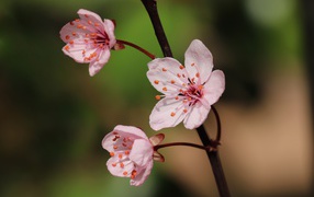 Розовые цветы на тонкой ветке 