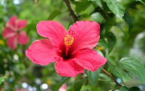 Розовый цветок гибискуса крупным планом на клумбе