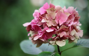 Розовый цветок гортензии крупным планом