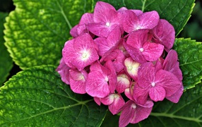 Розовый цветок гортензии с зелеными листьями 