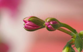 Розовый комнатный цветок герани распускается