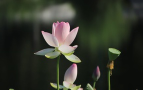 Розовый цветок лотоса с бутонами в лучах солнца 