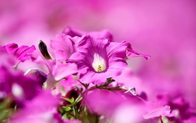 Розовые цветы петуния крупным планом 