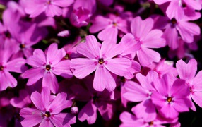 Розовые цветы флоксы крупным планом в лучах солнца 