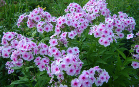 Розовые цветы флокса с зелеными листьями на клумбе