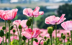 Розовые цветы мака с бутонами в лучах солнца на клумбе летом