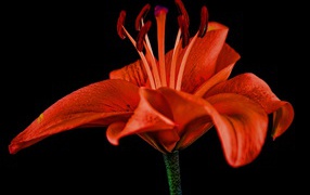 Розовый цветок красной лилии на черном фоне 
