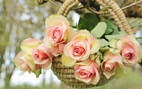 Розовые цветы розы в корзине на ветке