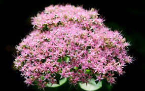 Розовые мелкие цветы Хилотелефиум на черном фоне