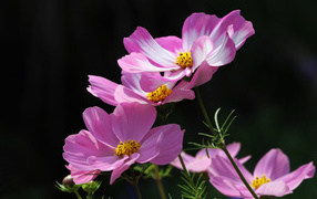 Розовые летние цветы космея на черном фоне