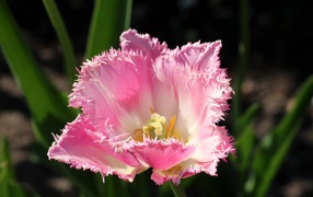 Розовый тюльпан с пышными лепестками