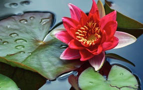 Розовый цветок водяной лилии с зелеными листьями в воде