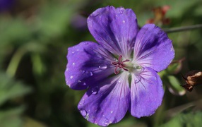 Фиолетовый  красивый цветок герани крупным планом