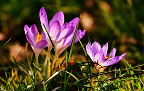 Фиолетовые крокусы в высокой зеленой траве