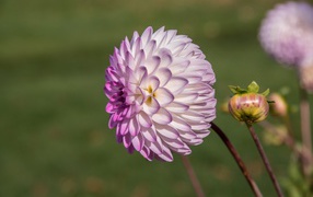 Фиолетовый цветок георгина с бутоном на клумбе