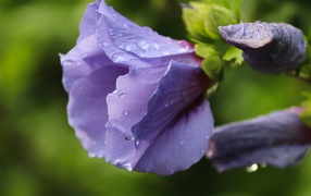 Фиолетовые цветы лаватера в каплях дождя