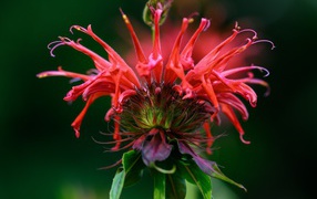 Красный цветок Монарда на зеленом фоне 