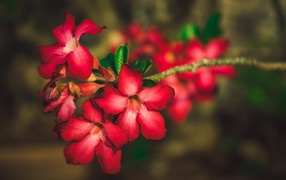 Красные цветы Адениум крупным планом 