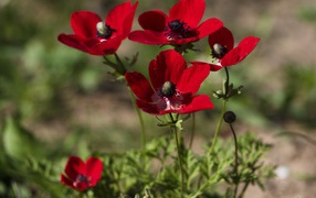 Красные цветы анемона на клумбе летом