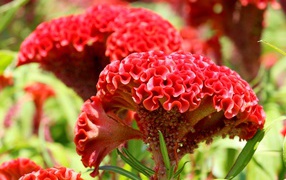 Красный цветок целозия крупным планом 