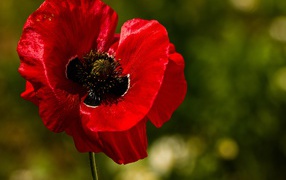 Красные нежные лепестки мака крупным планом 