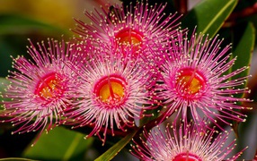 Красные цветы эвкалипта крупным планом