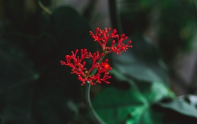 Красный цветок крупным планом