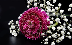 Красный цветок герберы с гипсофилой на черном фоне