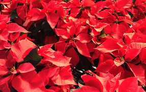 Красные листья цветов молочая в лучах солнца