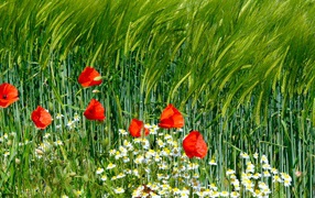 Красные маки и белые ромашки на поле с пшеницей 