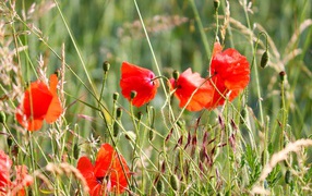 Красные маки в зеленой полевой траве
