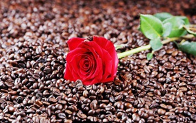 Красная роза лежит на кофейных зернах